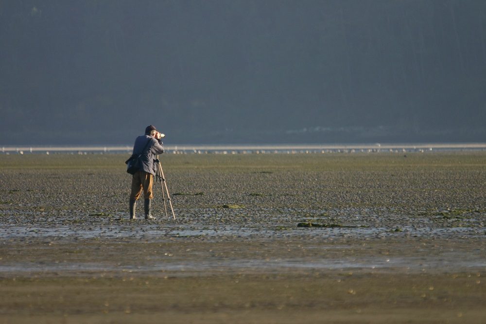 Ornithologist studying birds at the mouth of the Anllóns